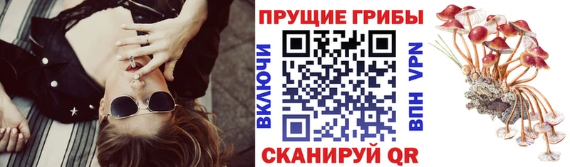 Псилоцибиновые грибы Psilocybe Горячеводский